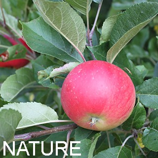 Billeder over naturen